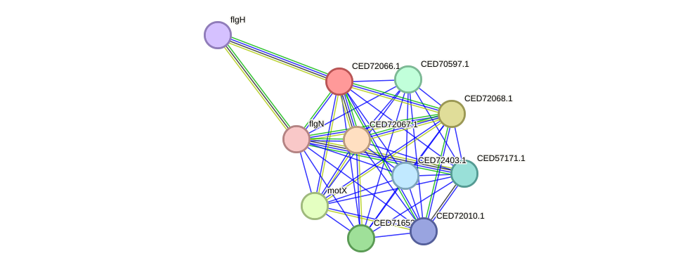 STRING protein interaction network