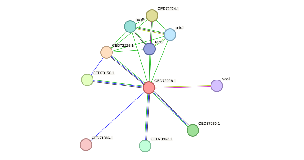 STRING protein interaction network