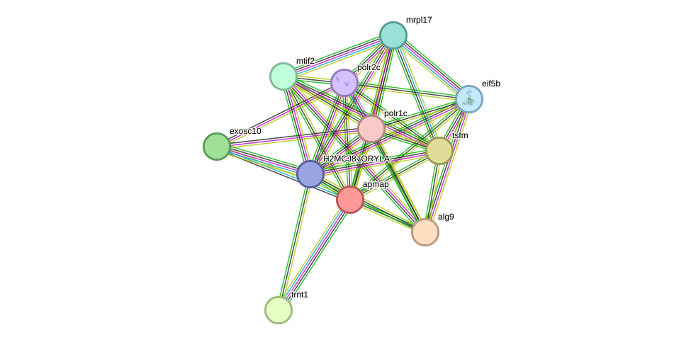 STRING protein interaction network