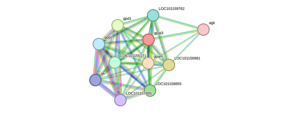 STRING protein interaction network