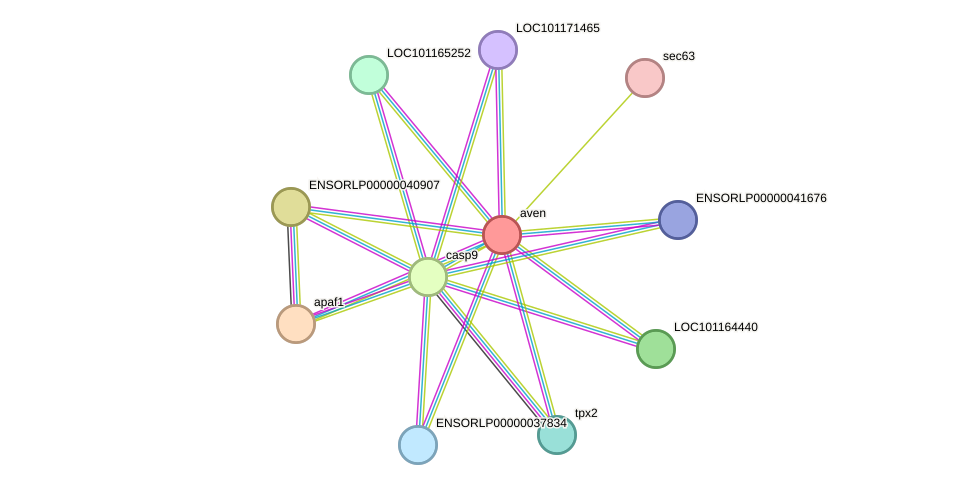 STRING protein interaction network