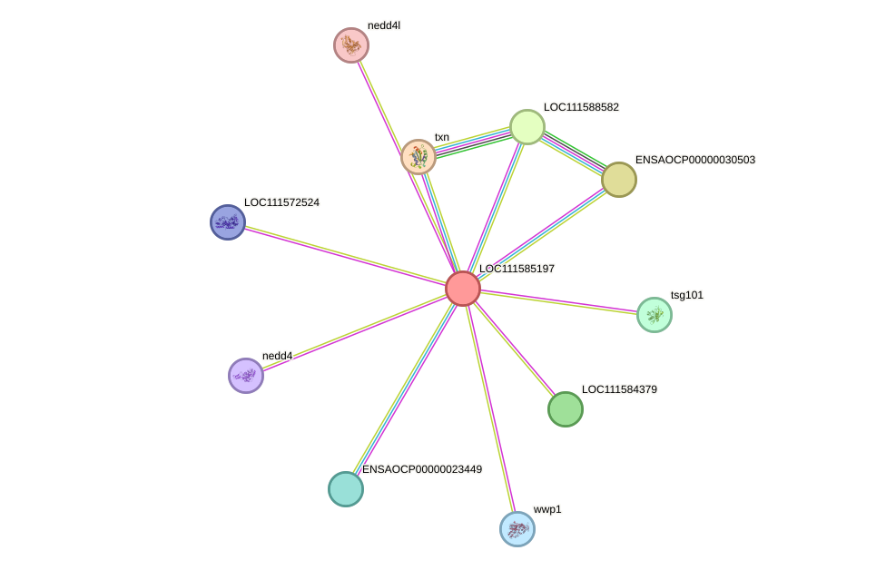 STRING protein interaction network