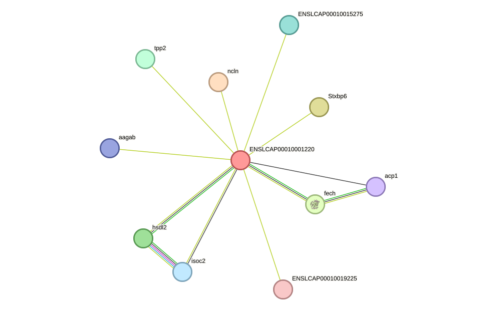 STRING protein interaction network