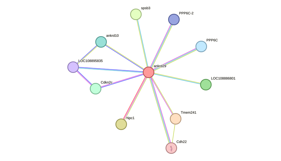 STRING protein interaction network