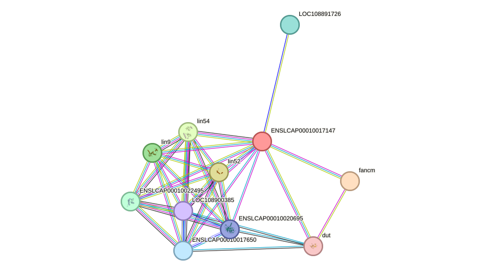 STRING protein interaction network