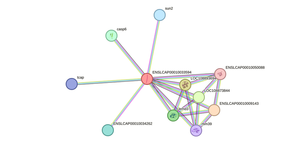 STRING protein interaction network