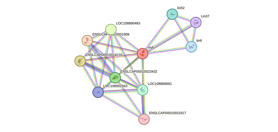 STRING protein interaction network