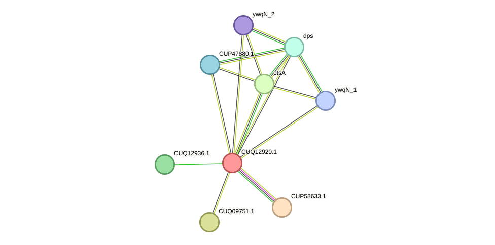 STRING protein interaction network