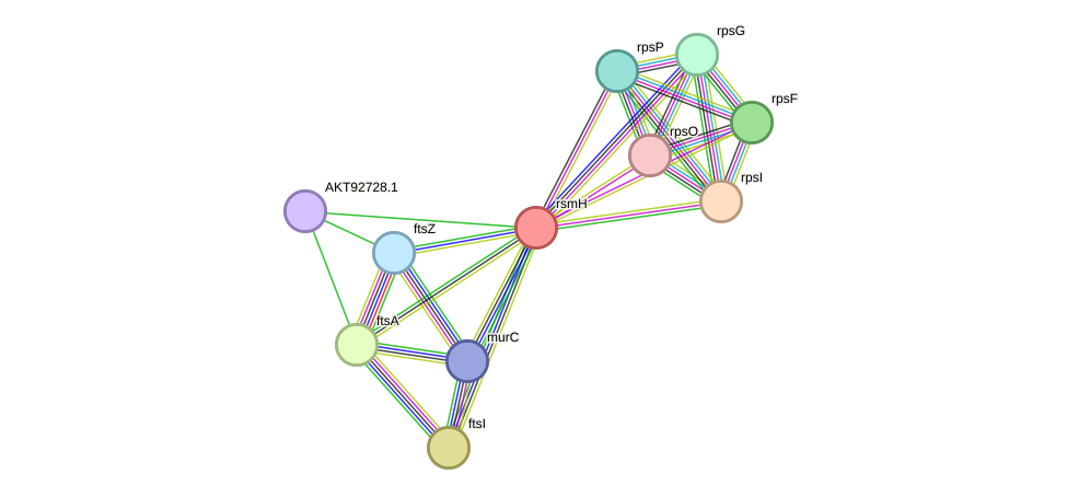 STRING protein interaction network