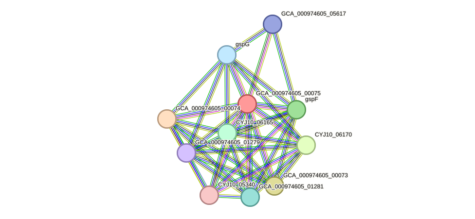 STRING protein interaction network