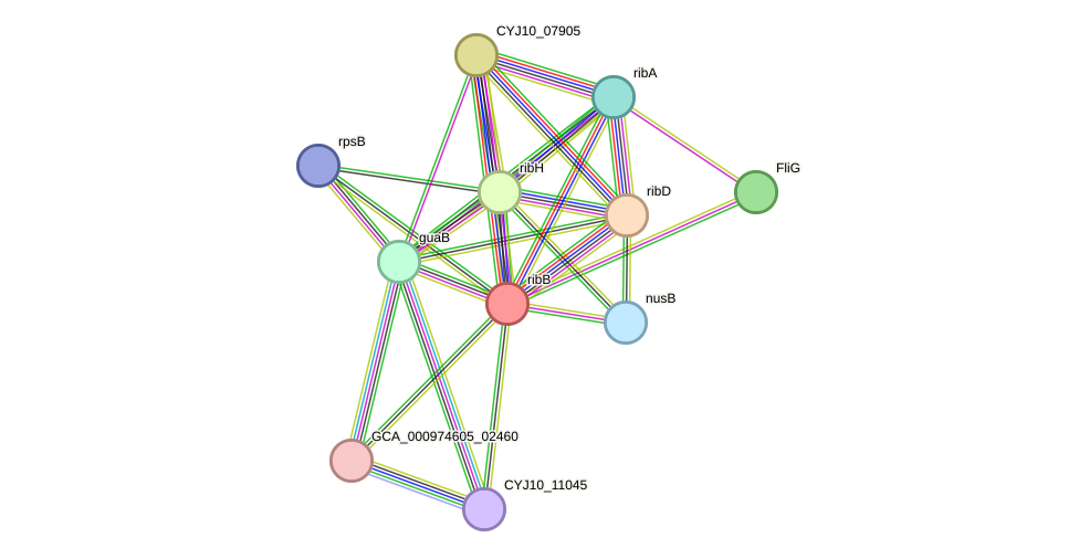 STRING protein interaction network