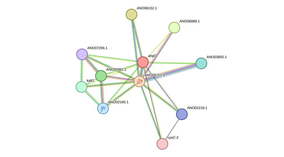STRING protein interaction network