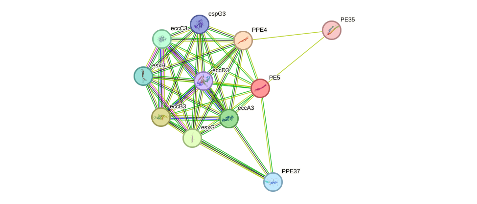 STRING protein interaction network