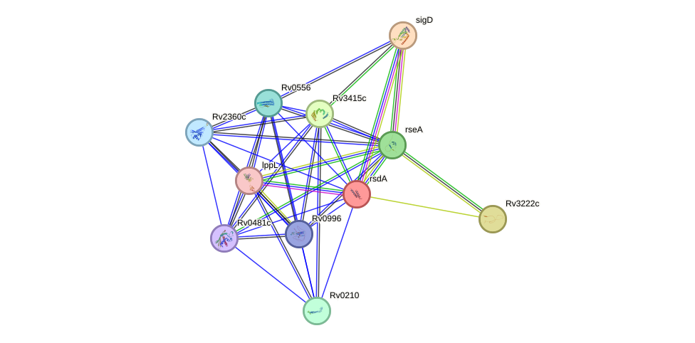 STRING protein interaction network