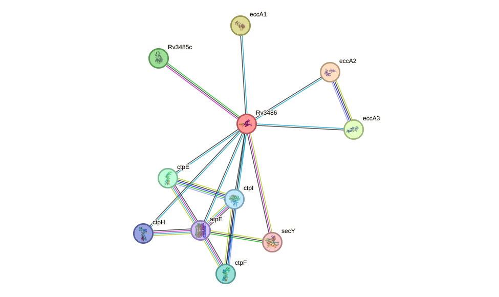 STRING protein interaction network