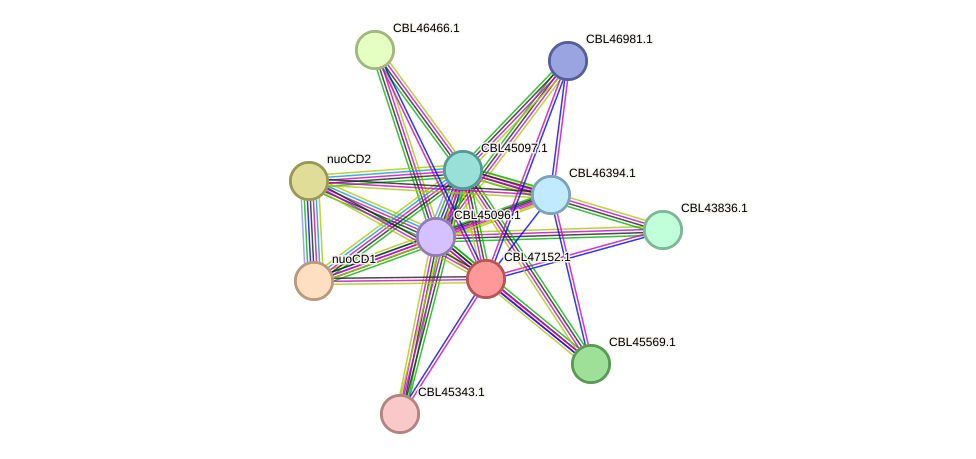 STRING protein interaction network