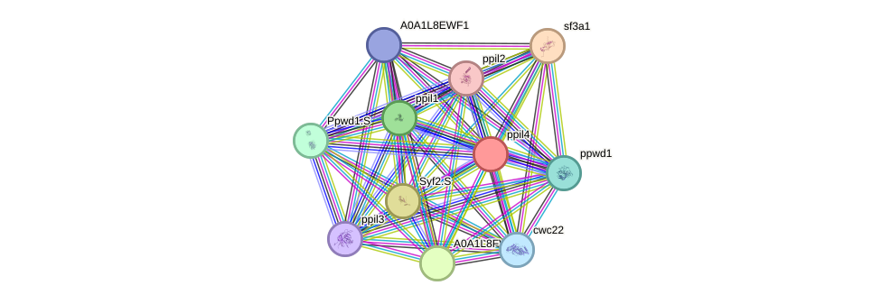 STRING protein interaction network