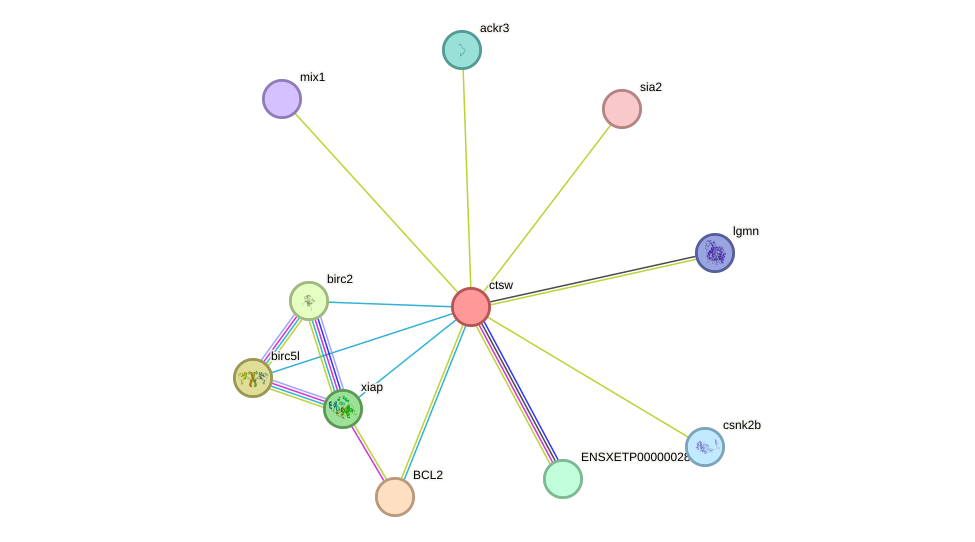 STRING protein interaction network