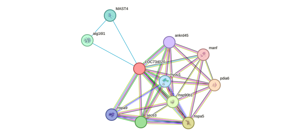 STRING protein interaction network