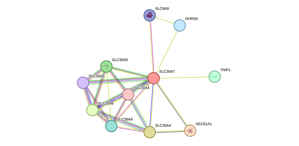 STRING protein interaction network