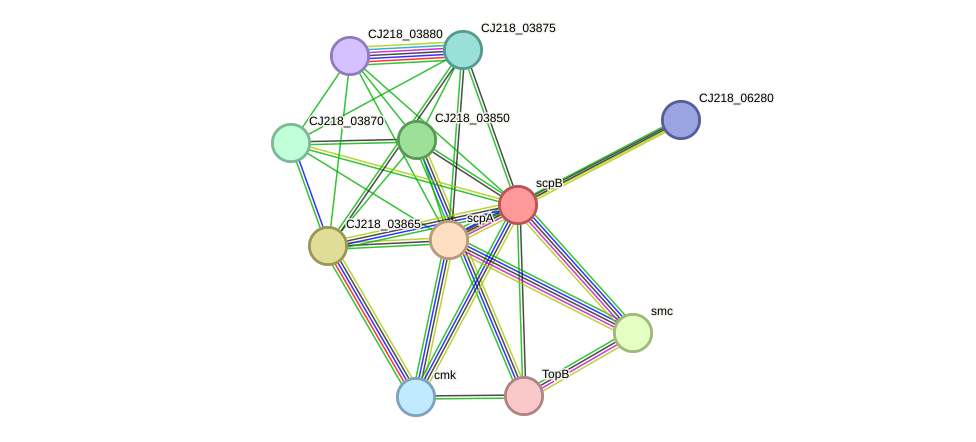 STRING protein interaction network