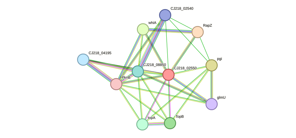 STRING protein interaction network