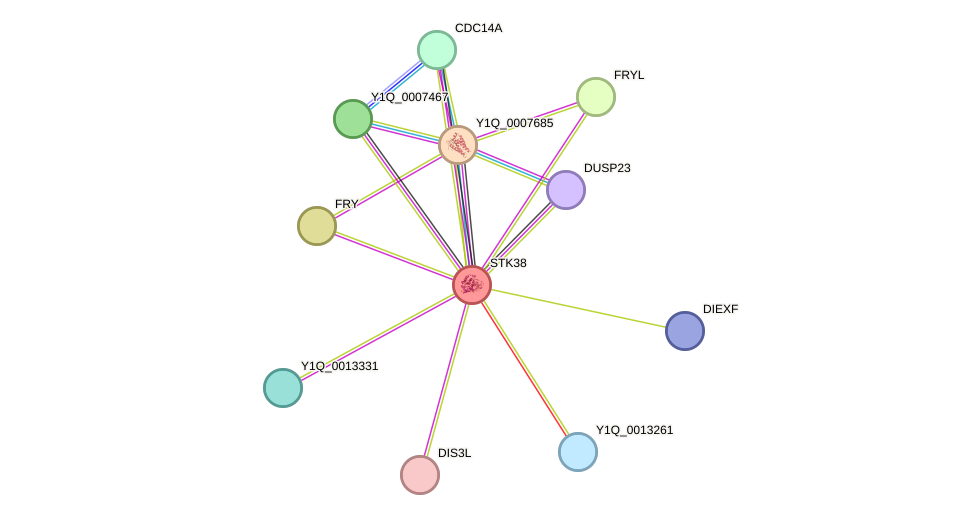 STRING protein interaction network