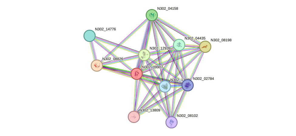 STRING protein interaction network