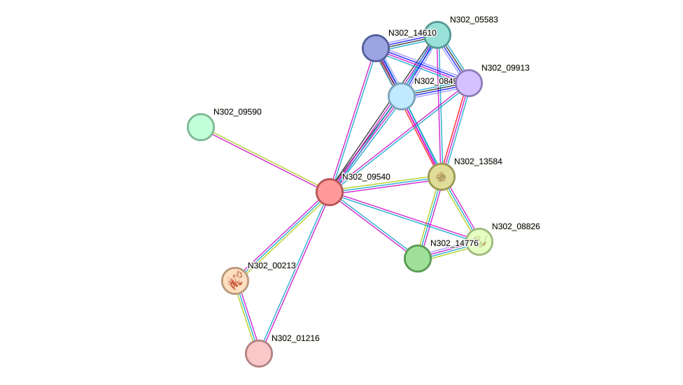 STRING protein interaction network