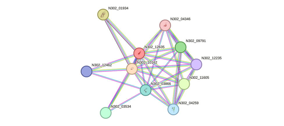 STRING protein interaction network