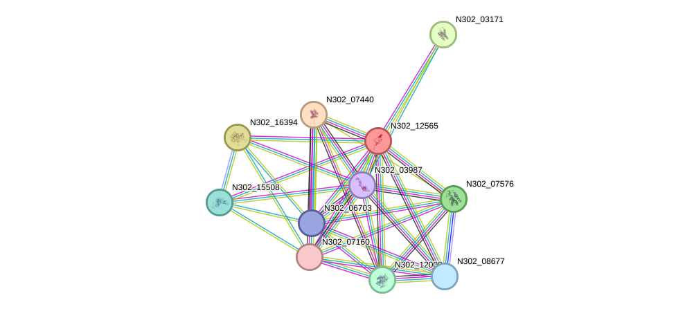 STRING protein interaction network