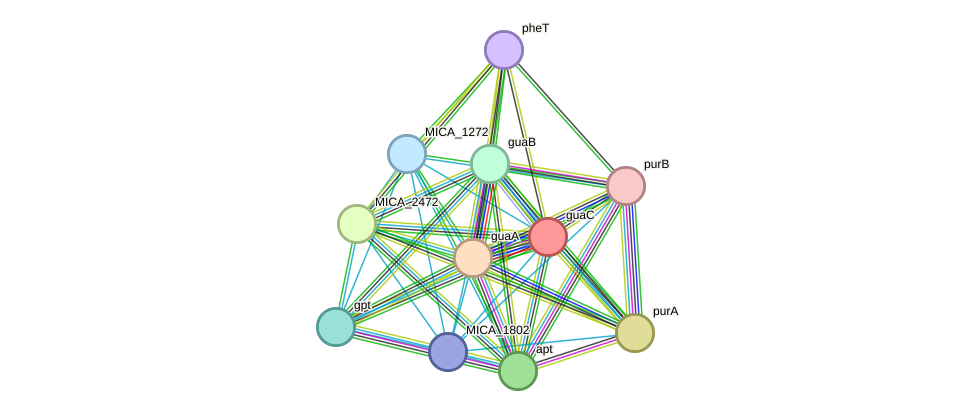 STRING protein interaction network