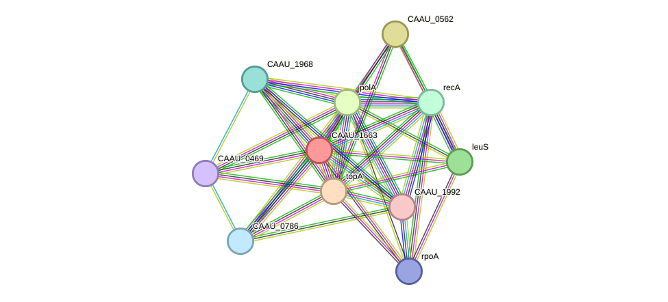 STRING protein interaction network