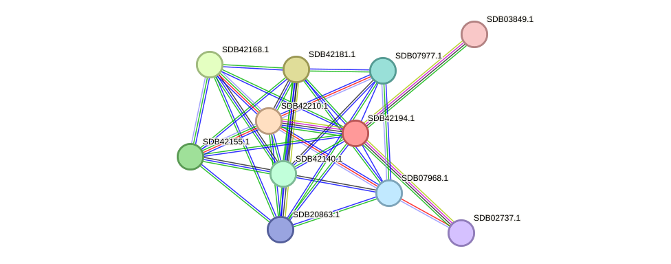 STRING protein interaction network