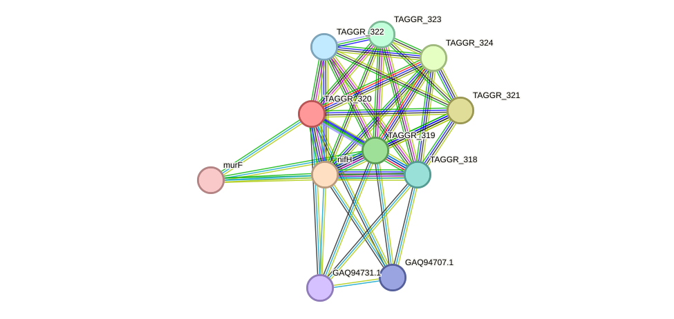 STRING protein interaction network