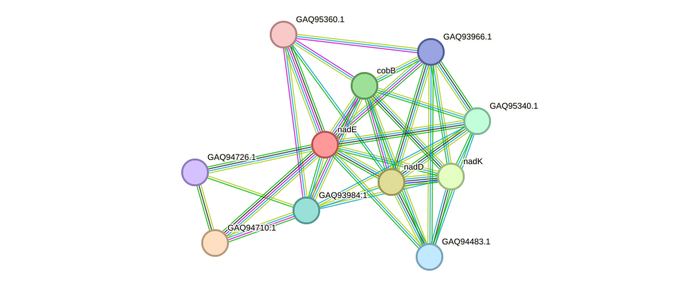 STRING protein interaction network