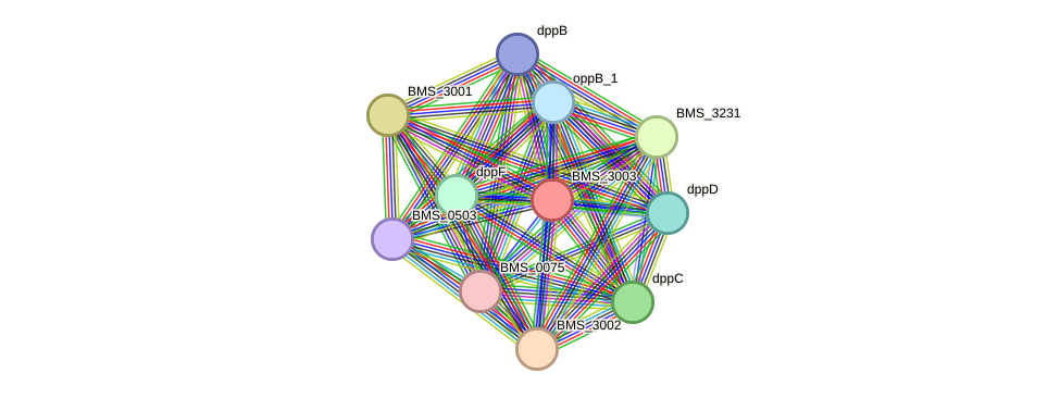 STRING protein interaction network