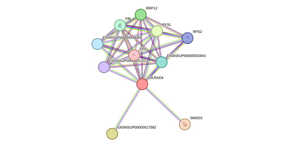 STRING protein interaction network