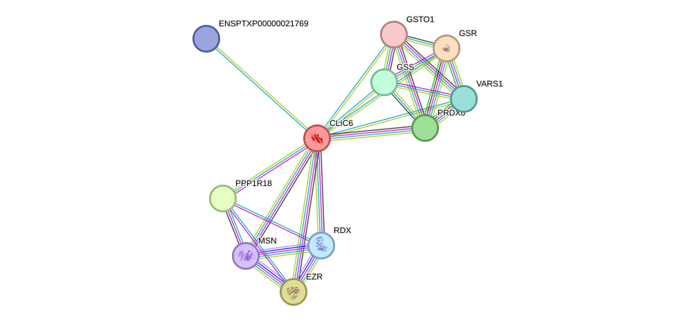 STRING protein interaction network