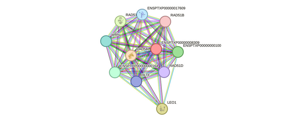 STRING protein interaction network