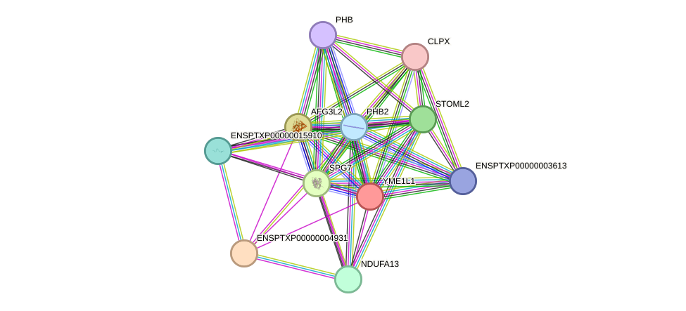 STRING protein interaction network