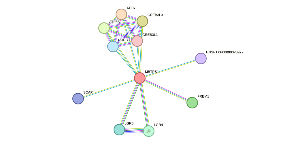 STRING protein interaction network