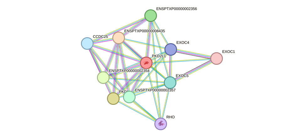 STRING protein interaction network