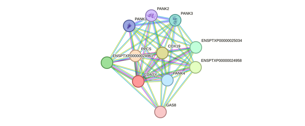 STRING protein interaction network