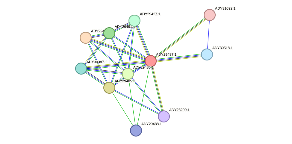 STRING protein interaction network