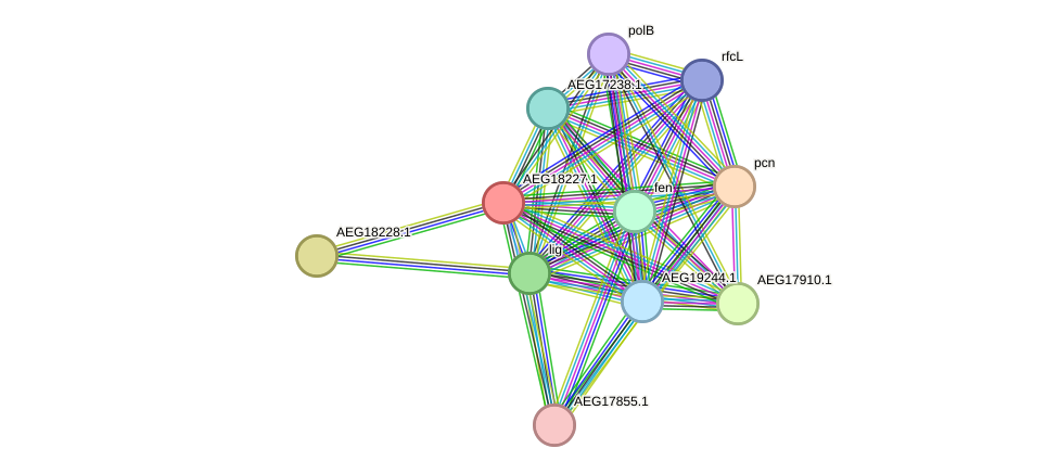 STRING protein interaction network