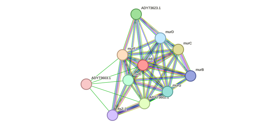 STRING protein interaction network