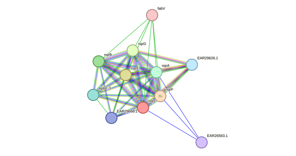 STRING protein interaction network