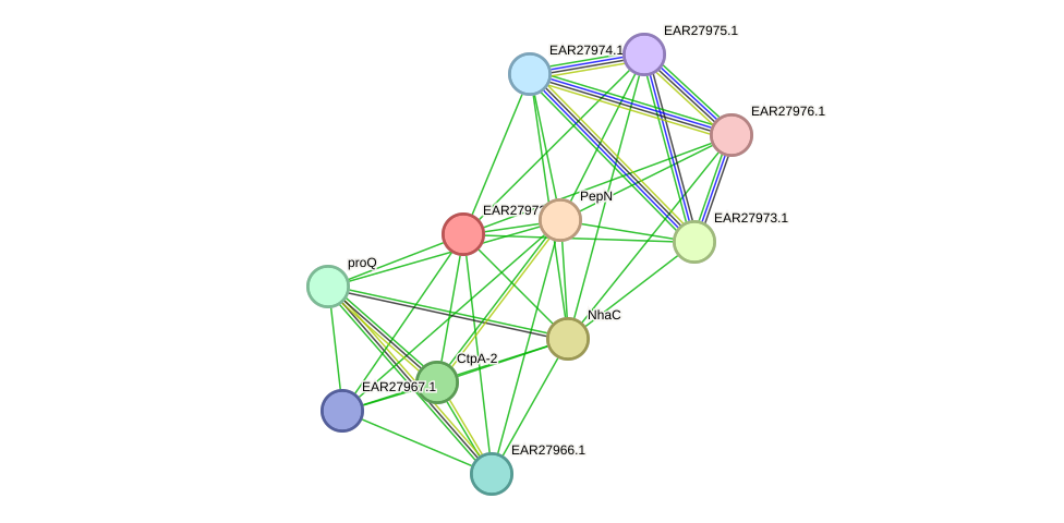 STRING protein interaction network