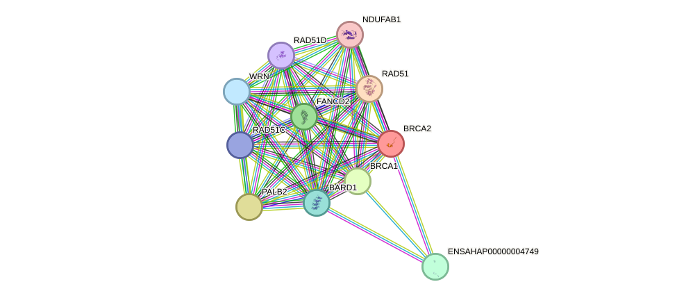 STRING protein interaction network